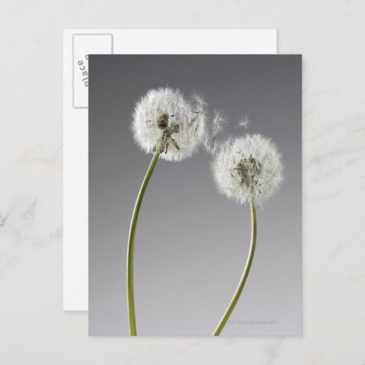 2つのタンポポをつなぐ種子 ポストカード (正面/裏面)