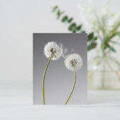 2つのタンポポをつなぐ種子 ポストカード (スタンド正面)