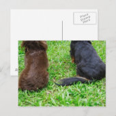 2つのダシュント犬の背面 ポストカード (正面/裏面)