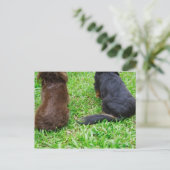 2つのダシュント犬の背面 ポストカード (スタンド正面)