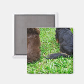 2つのダシュント犬の背面 マグネット (正面/裏面)