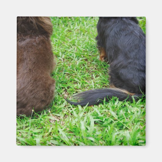 2つのダシュント犬の背面 マグネット (正面)