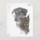 2つのドベルマンのポートレート ポストカード (正面/裏面)