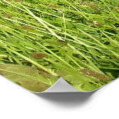 2つのハイランド牛の櫓(オーストリア北部) ポスター (角)