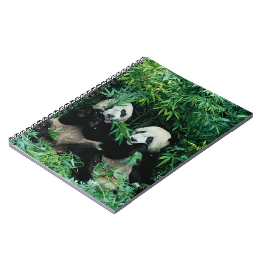 2つのパンド食べスの竹を一緒に、臥龍 ノートブック (左側)