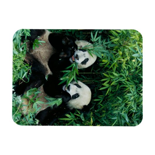 2つのパンド食べスの竹を一緒に、臥龍 マグネット (横)