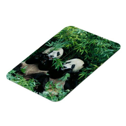 2つのパンド食べスの竹を一緒に、臥龍 マグネット (左側)