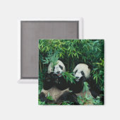 2つのパンド食べスの竹を一緒に、臥龍 マグネット (正面/裏面)