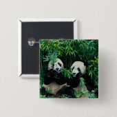 2つのパンド食べスの竹を一緒に、臥龍 缶バッジ (正面&裏面)