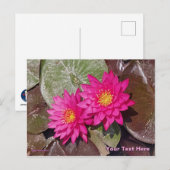 2つのピンクのハスの花 ポストカード (正面/裏面)