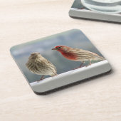 2つのフィンチは飛ぶ。 コースター (左側)