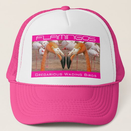 2つのフラミンゴの頭部- (帽子) キャップ (正面)
