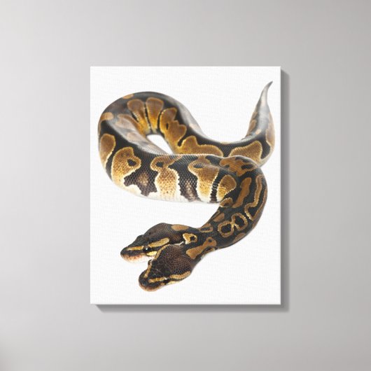 2つのヘッド王室の付きPythonまたはBall Python - Python キャンバスプリント (正面)