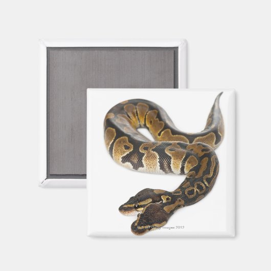2つのヘッド王室の付きPythonまたはBall Python - Python マグネット (正面/裏面)