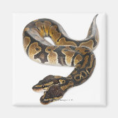 2つのヘッド王室の付きPythonまたはBall Python - Python マグネット (正面)