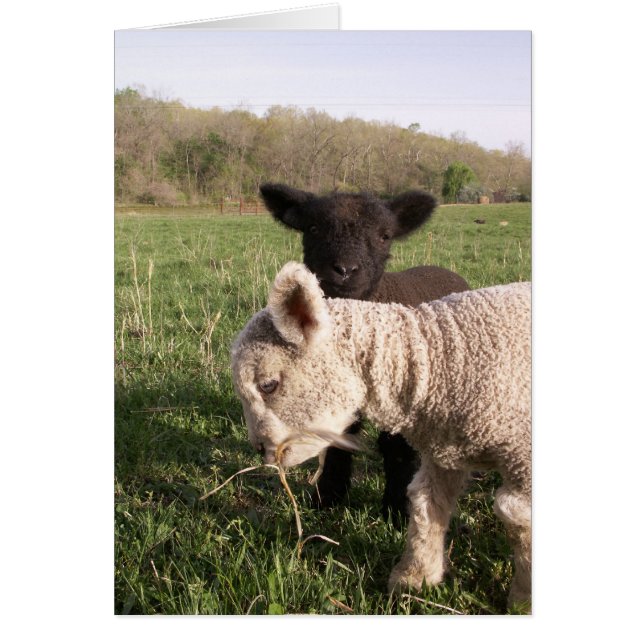 2つのベビー (正面)