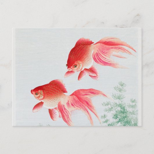 2つのベール金魚ヴィンテージ ポストカード (正面)