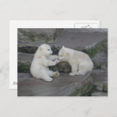 2つのホッキョクグマの子 ポストカード (正面/裏面)
