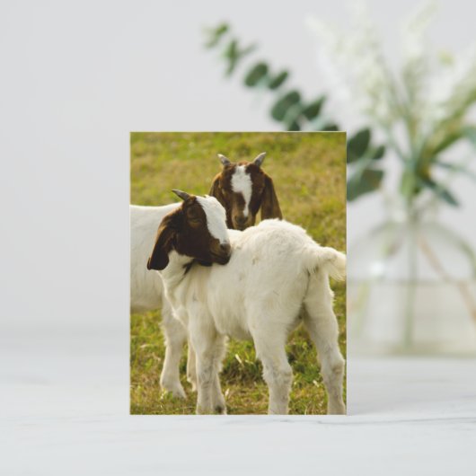 2つのヤギ ポストカード (スタンド正面)