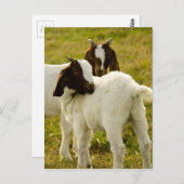 2つのヤギ ポストカード (正面/裏面)