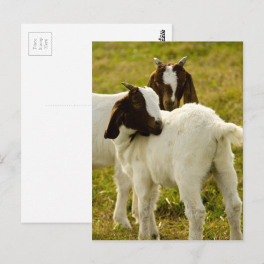 2つのヤギ ポストカード (正面/裏面)