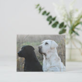 2つのラボ用はがき ポストカード (スタンド正面)