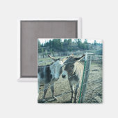 2つのロバ マグネット (正面/裏面)