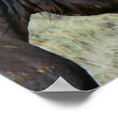 2つのワイオミング野生の馬の鼻のナズポスター ポスター (角)