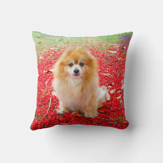 2つの写真のかわいいポメラニア犬犬の赤の花 クッション (裏面)