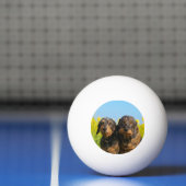 2つの可愛いダシュンドッグスダッケルポートレート写真 卓球ボール (ネット)