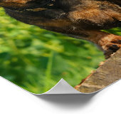 2つの可愛いダックスシャント犬ダッケルヘッドポートレート写真 ポスター (角)