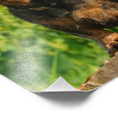 2つの可愛いダックスドッグダッケル友人ペットの写真 フォトプリント (角)