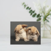 2つの可愛いホランドロック ポストカード (スタンド正面)