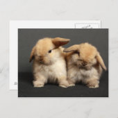 2つの可愛いホランドロック ポストカード (正面/裏面)