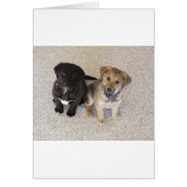 2つの可愛いラブラドール子犬