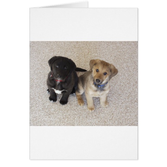 2つの可愛いラブラドール子犬 (正面)