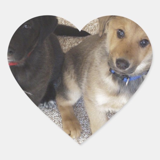 2つの可愛いラブラドール子犬 ハートシール (正面)