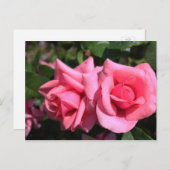 2つの完璧なホットピンクのバラ花。ラブ ポストカード (正面/裏面)