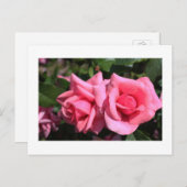2つの完璧なホットピンクのバラ花。ラブ ポストカード (正面/裏面)