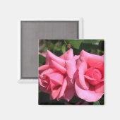 2つの完璧なホットピンクのバラ花。ラブ マグネット (正面/裏面)