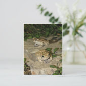 2つの小さなヒキガエル – グリーンカエルプリント ポストカード (スタンド正面)