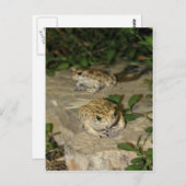 2つの小さなヒキガエル – グリーンカエルプリント ポストカード (正面/裏面)