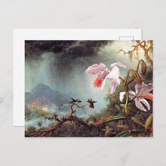 2つの戦うハミングバ絵を描ーズ ポストカード (正面/裏面)