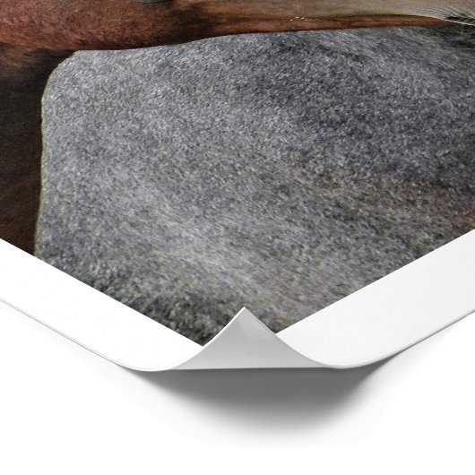 2つの湾と1つの灰色の3つの馬 ポスター (角)