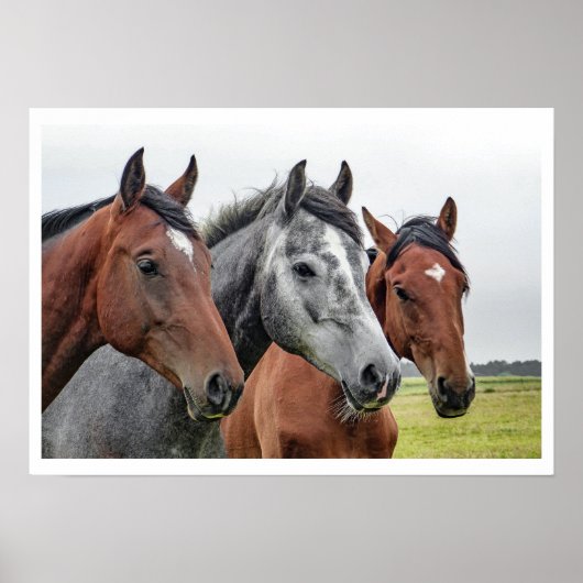 2つの湾と1つの灰色の3つの馬 ポスター (正面)