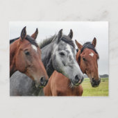 2つの湾と1つの灰色の3つの馬 ポストカード (正面)