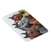 2つの湾と1つの灰色の3つの馬 マグネット (右側)