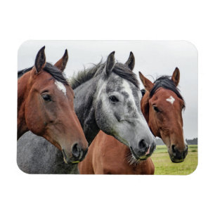 2つの湾と1つの灰色の3つの馬 マグネット