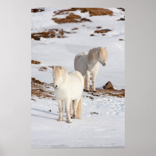 2つの白いアイスランドの馬 ポスター (正面)