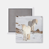 2つの白いアイスランドの馬 マグネット (正面/裏面)